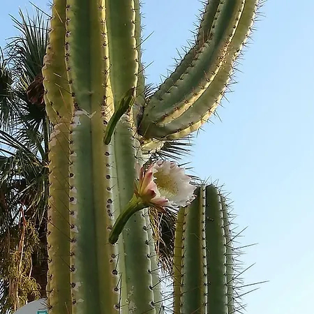 Isabel 3* 크로토네