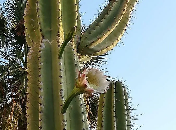 Isabel 3* Κρότωνας